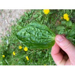 Basic Bushcraft Kursus 