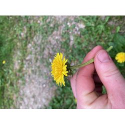 Basic Bushcraft Kursus 