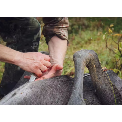 Casstrm -Safari Mini Hunter - Med Kydex og Lder blteholder 